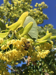 How to Help Bees — Calgary and District Beekeepers Association