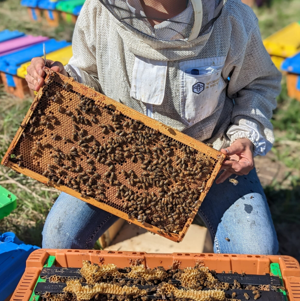 2024 5 Frame Nucs by Worker and Hive Bee Supply — Calgary and District
